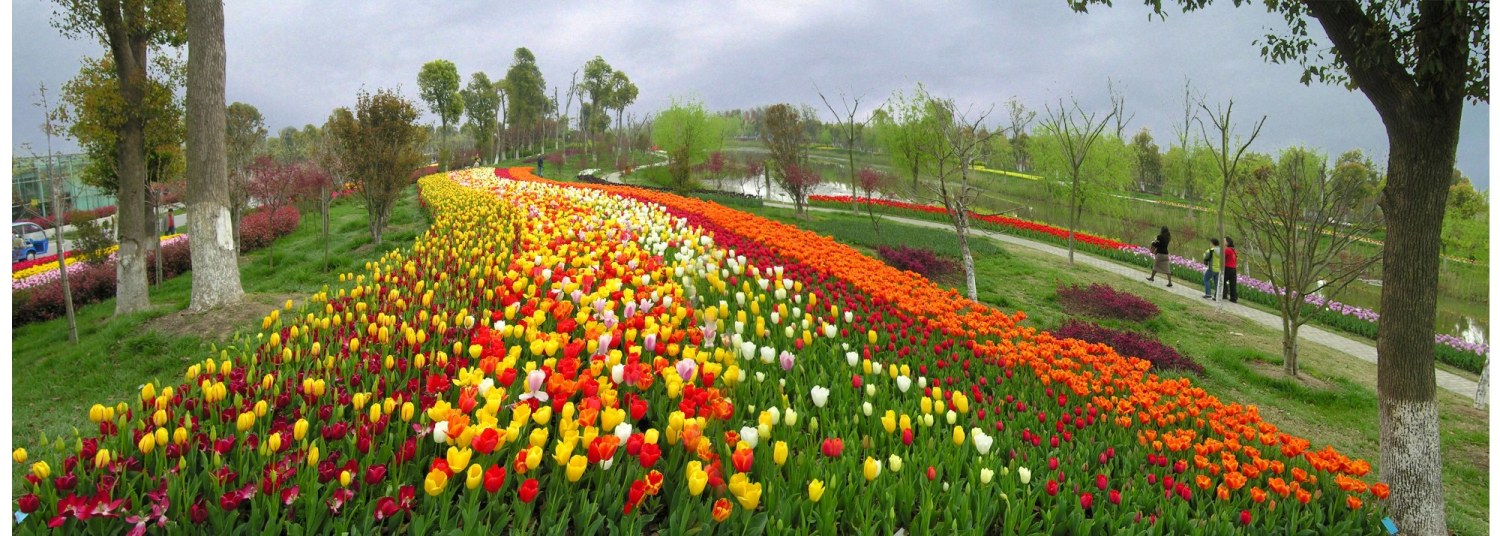 上海鲜花港图片_北京国际鲜花港图片_一束鲜花图片大全大图