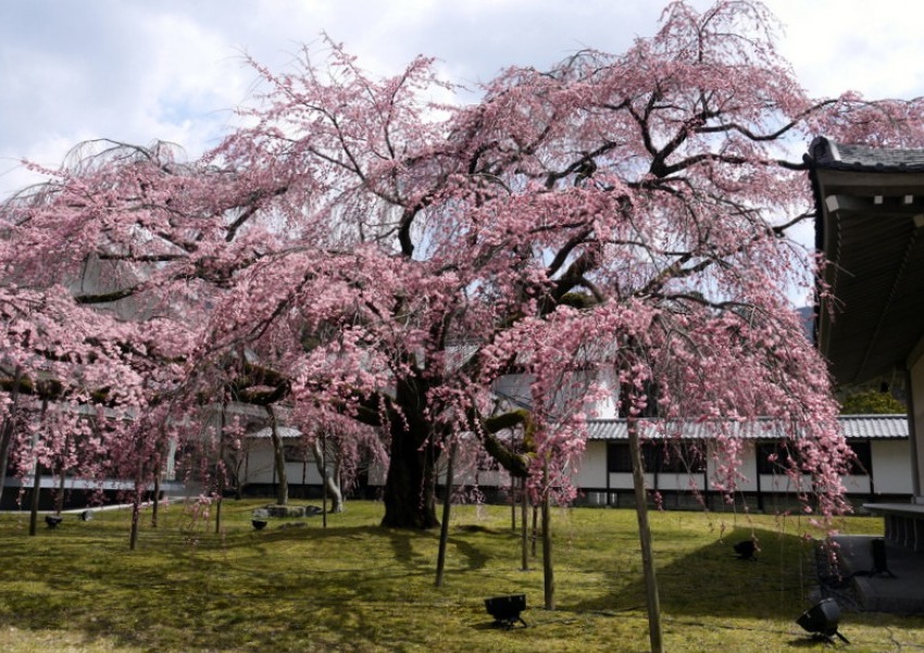 达人来教你,樱花季要怎么玩转日本